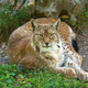 Illustration for article titled Caturday - Lynx lynx Edition